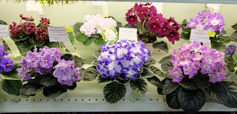 DSCF8672.JPG