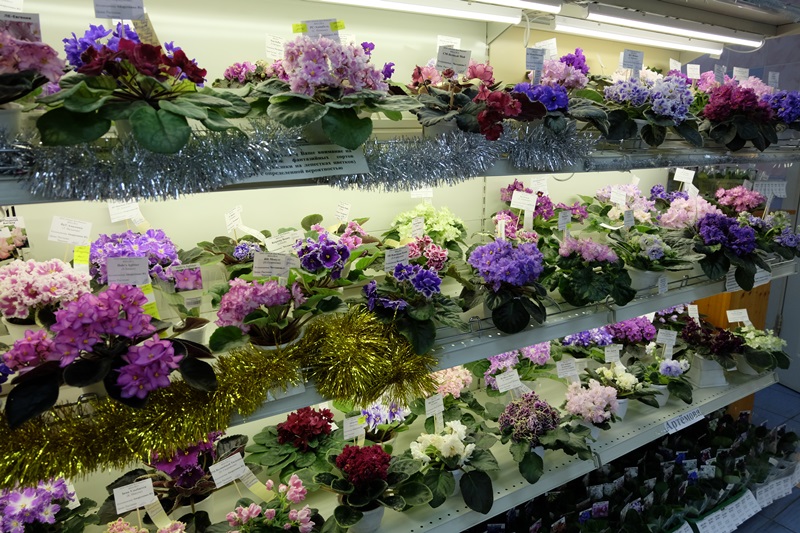 DSCF8676.JPG