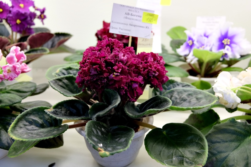 DSCF8678.JPG