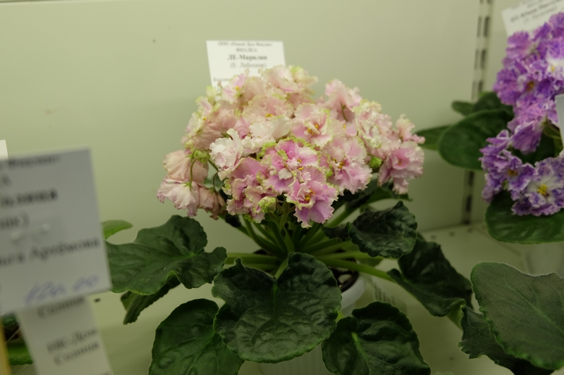 DSCF8682.JPG