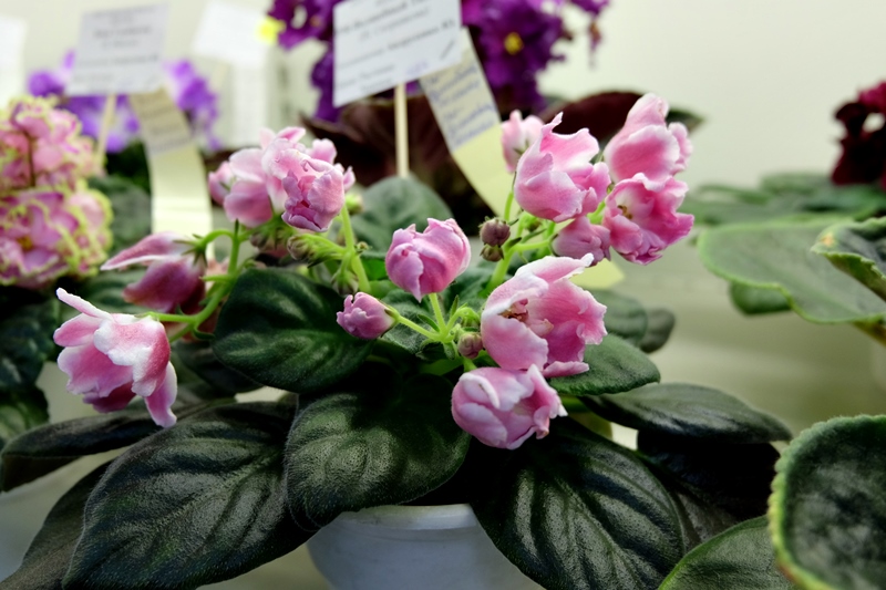 DSCF8684.JPG