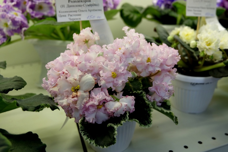 DSCF8690.JPG