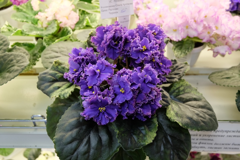 DSCF8694.JPG