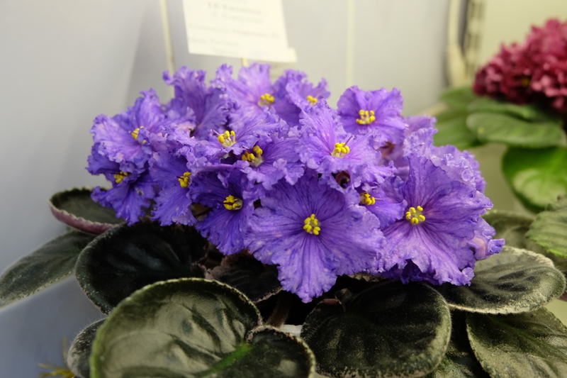 DSCF8711.JPG