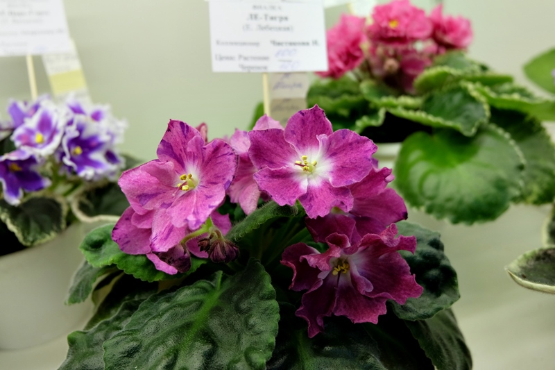 DSCF8714.JPG
