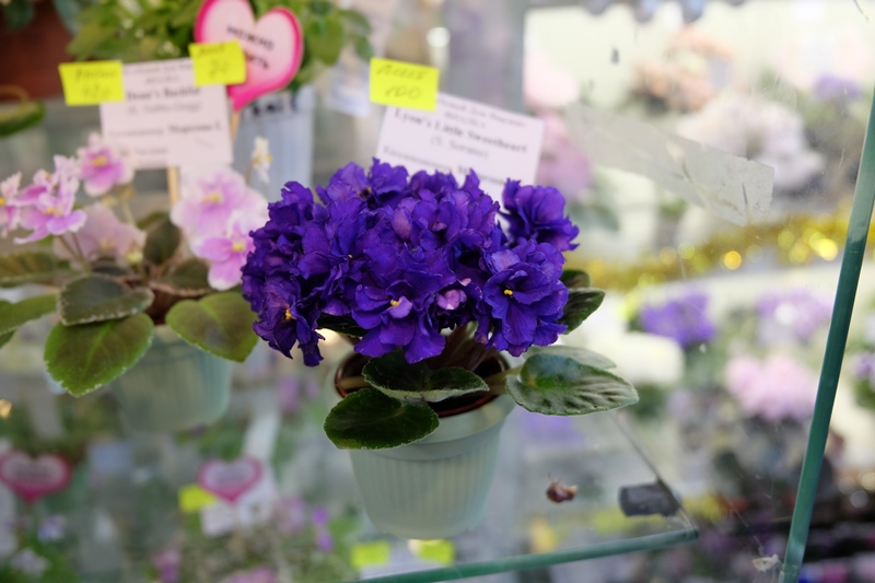 DSCF8716.JPG