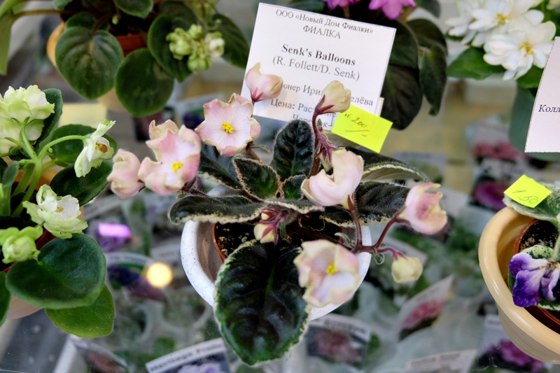 DSCF8725.JPG