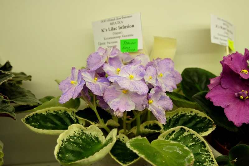 DSCF8698.JPG
