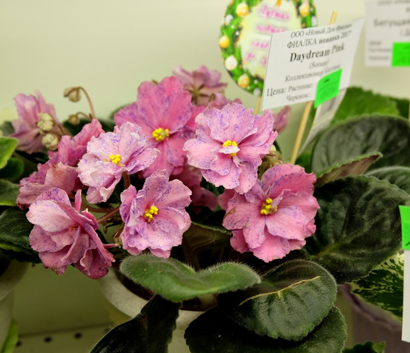 DSCF8707.JPG