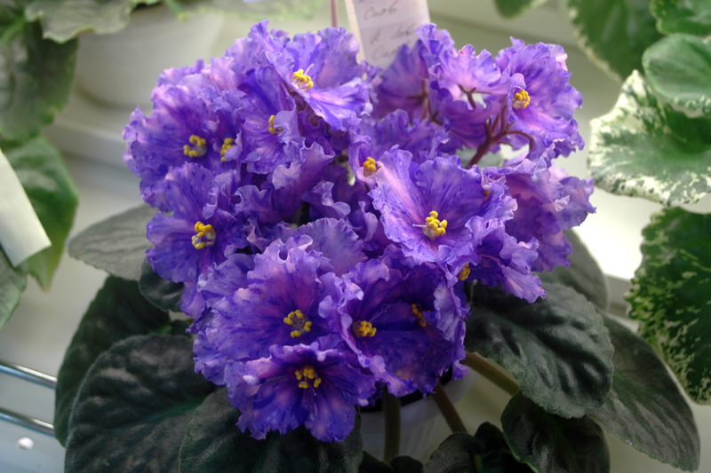 К-Ловец-Снов-Артемова.jpg