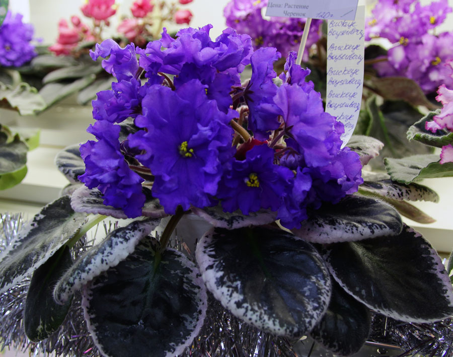 Buckeye Boysenberry