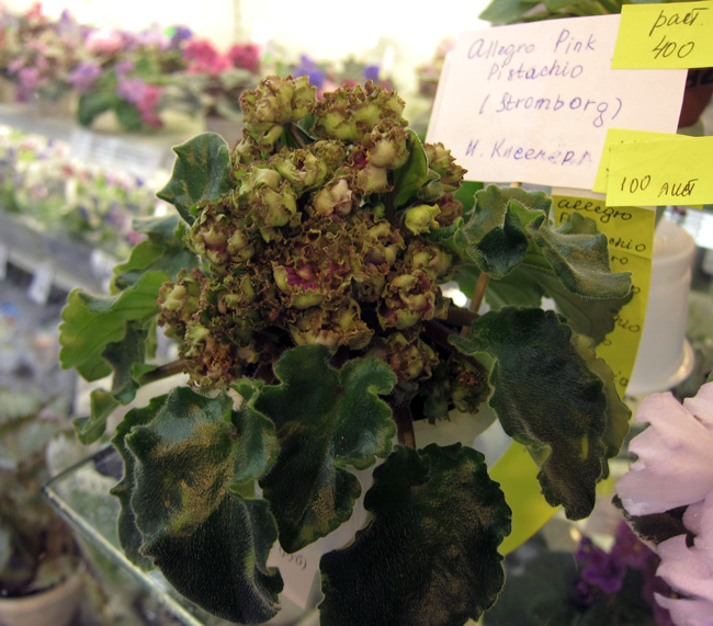 Allegro-Pink-Pistachio.jpg