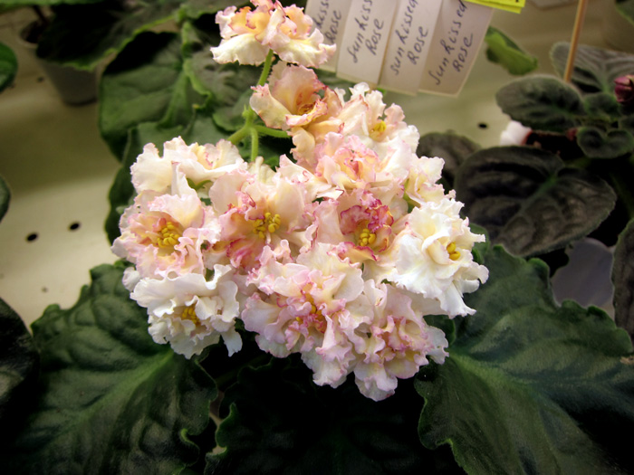 Sunkiseed-Rose.jpg
