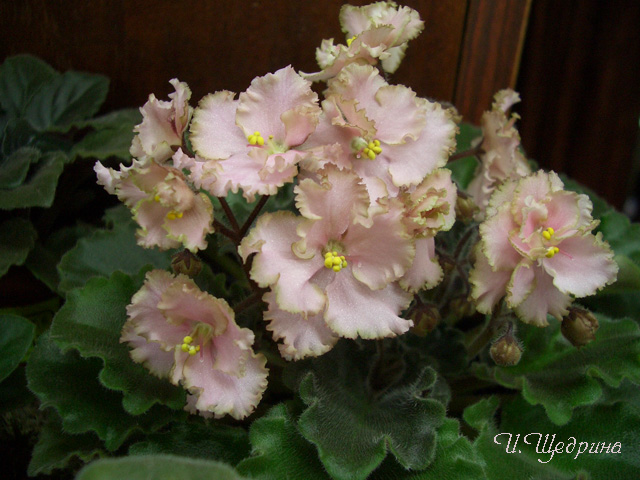 Rob's Antique Rose my.JPG