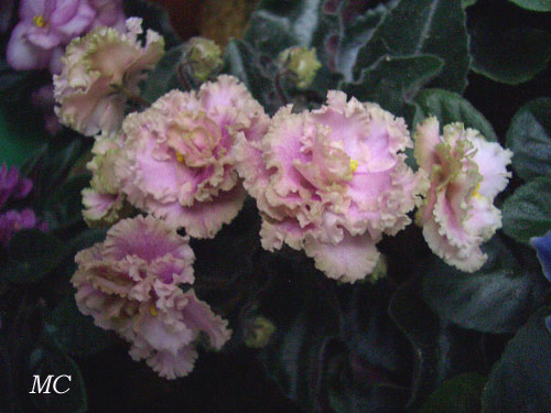 Rob's Antique Rose 3.jpg