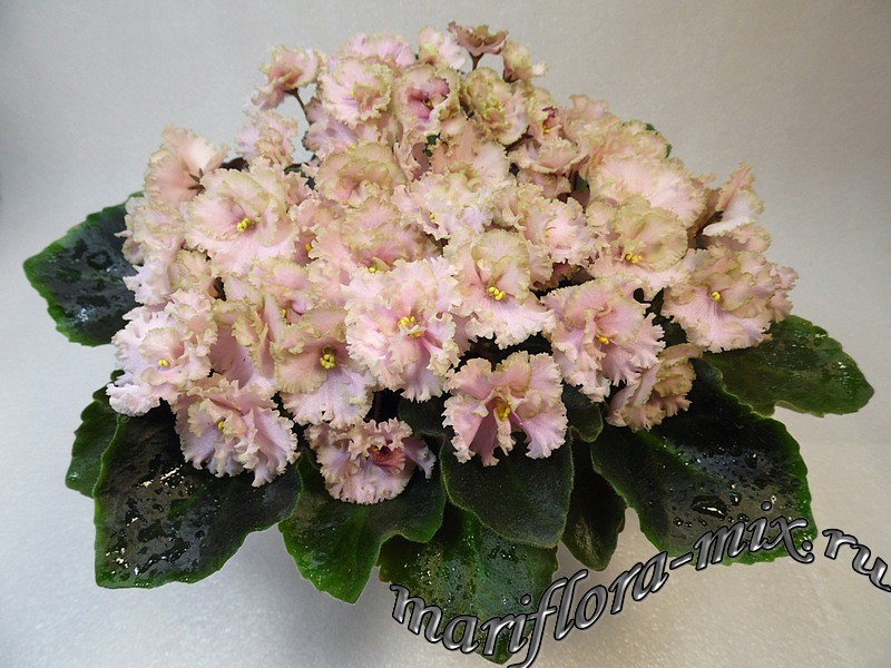 Rob's Antique Rose (R.Robinson).jpg