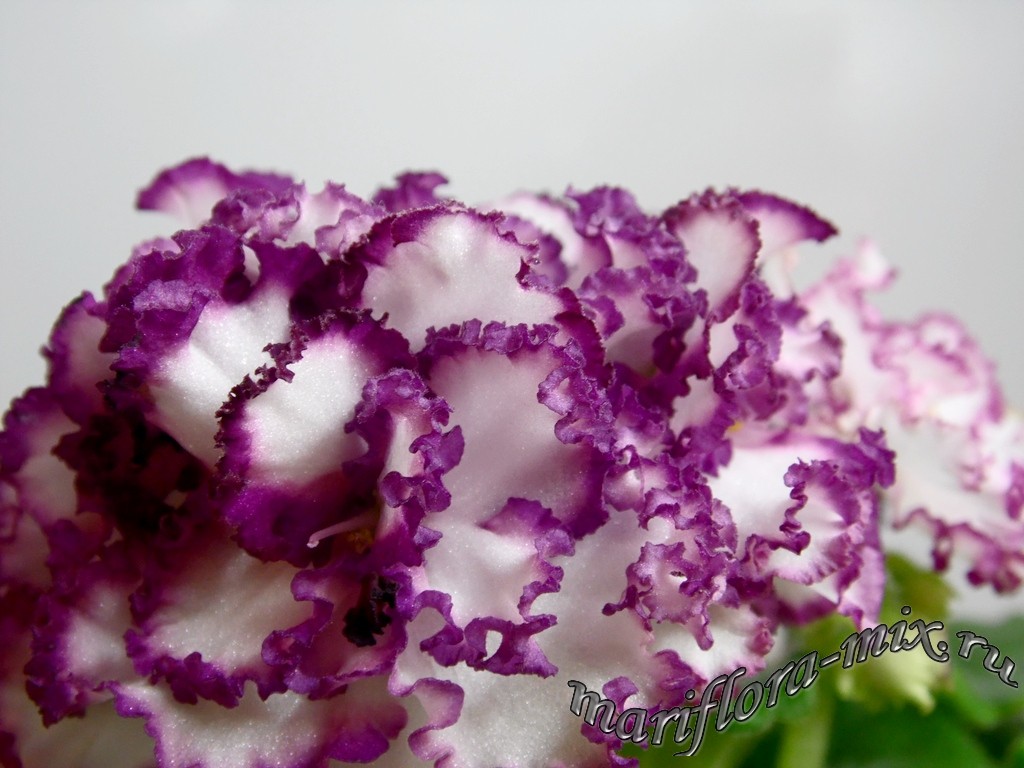 SAM_6146 АВ-Ми-Ми-Ми.jpg