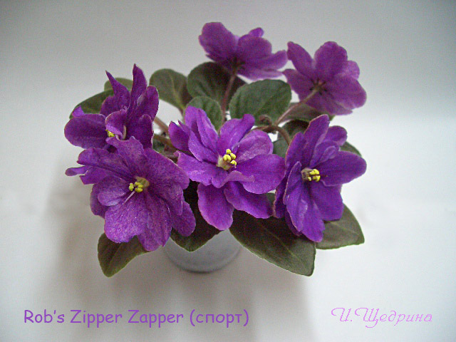 Rob's Zipper Zapper sp.JPG