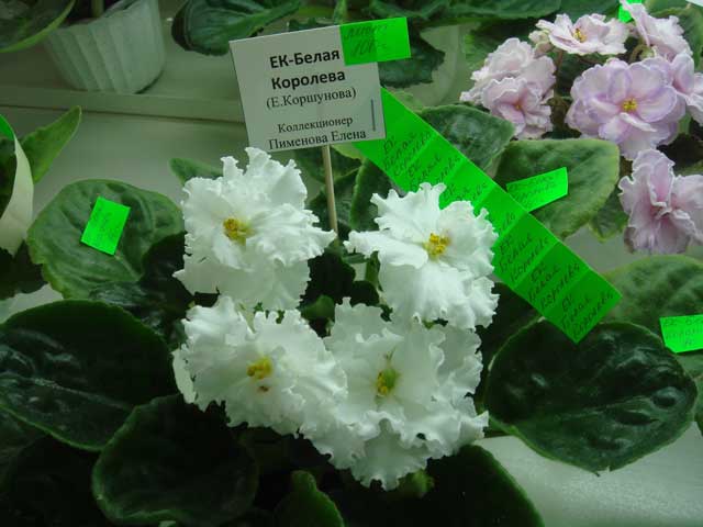 ЕК-Белая-Королева.jpg