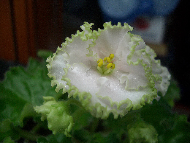 Lil' Glimpse O' Spring 1.jpg
