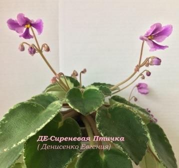 ДЕ-Сиреневая Птичка