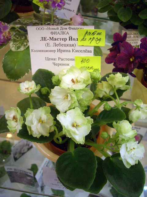 CIMG0108.JPG