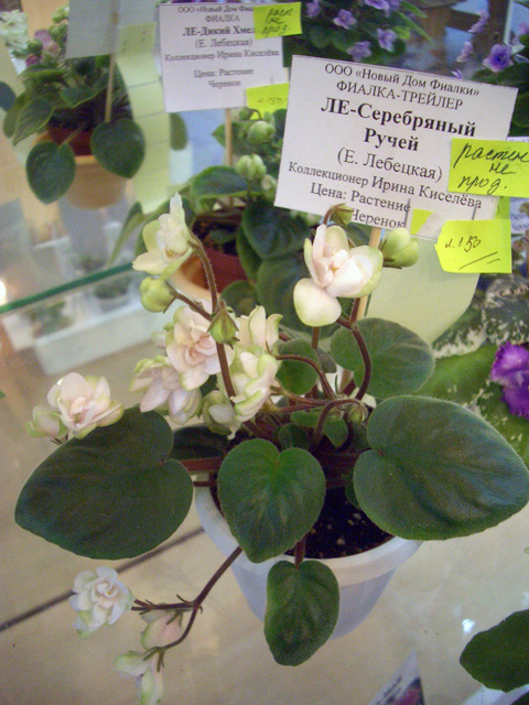 CIMG0111.JPG