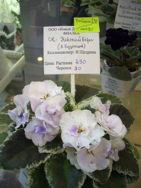 CIMG0114.JPG