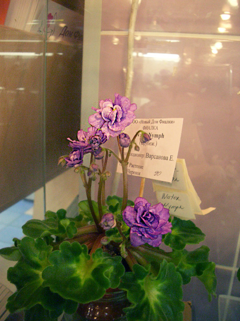 CIMG0131.JPG
