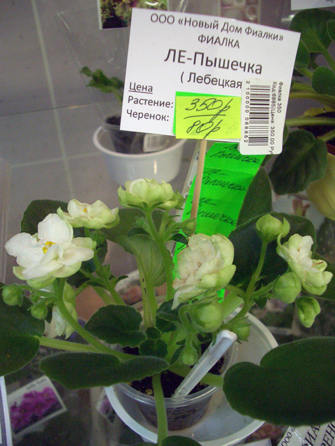 CIMG0139.JPG