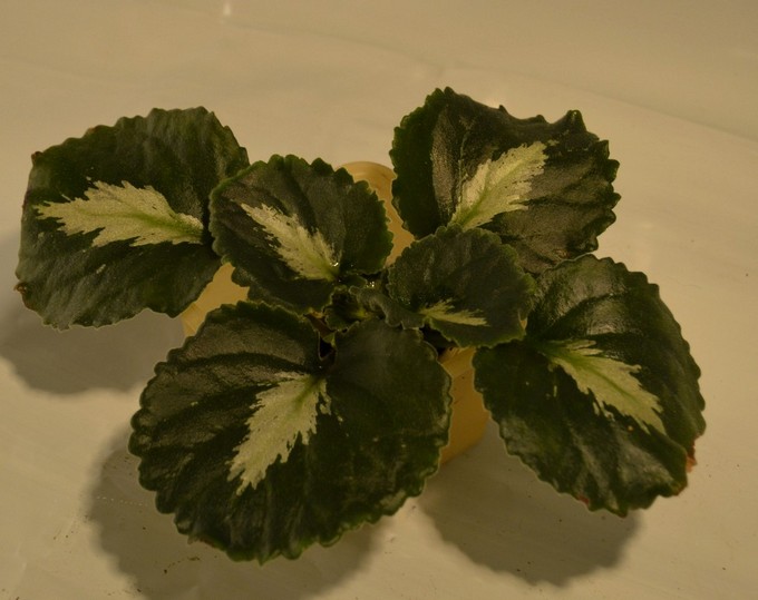 Примулина <br />Brassicoides Marble Leaf<br />(Primulina - verecunda)