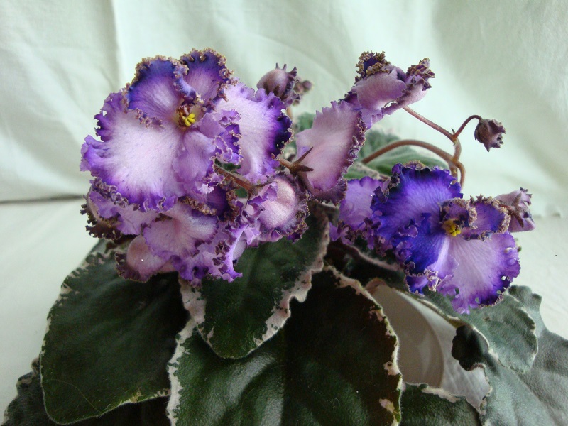 Buckeye Love’s Caress (P. Hancock)