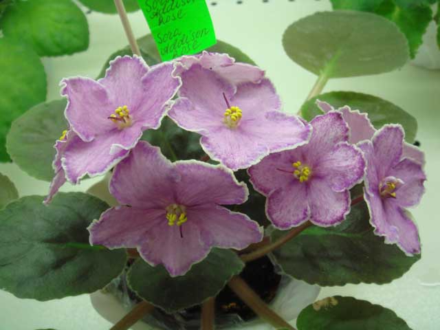 Sora-Adisson-Rose.jpg