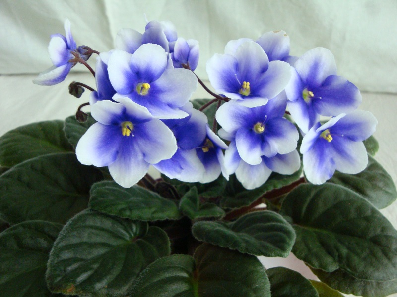 Optimara myJoy (M. Holtkamp)