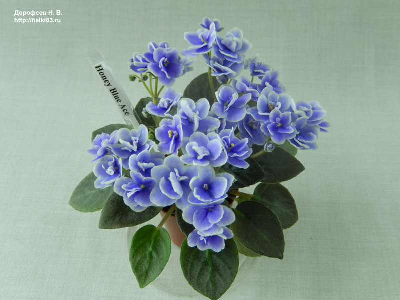 Honey Blue Ace