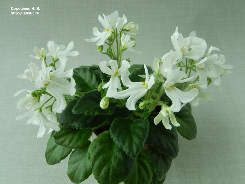 Lunar Lily White