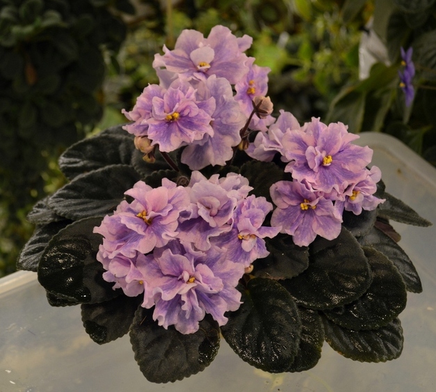 Rainbow`s Regal Riot	(R.Wasmund)