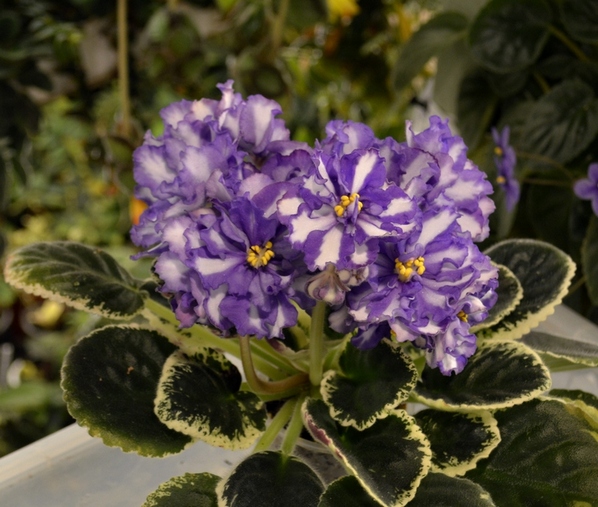 Blue Triumph (LLG)