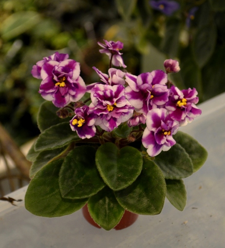 Cherry Princess	(LLG)