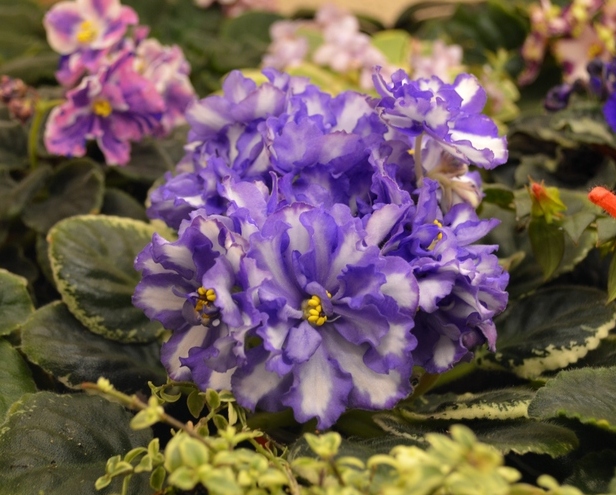 Blue Triumph (LLG)
