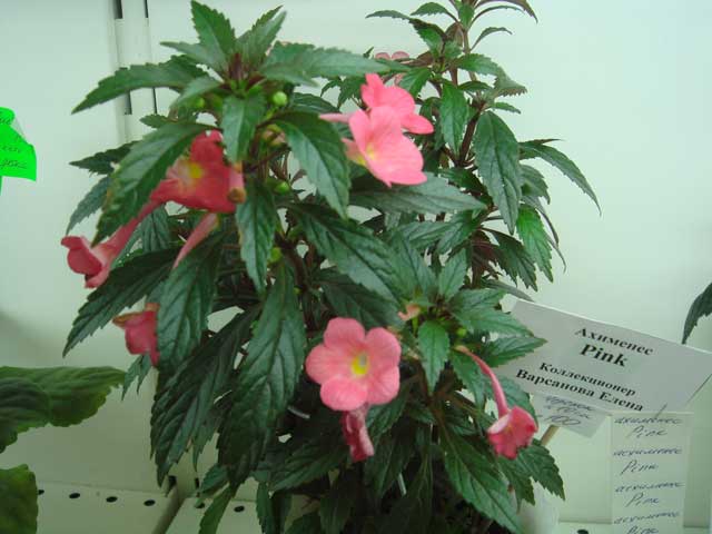 Pink.jpg
