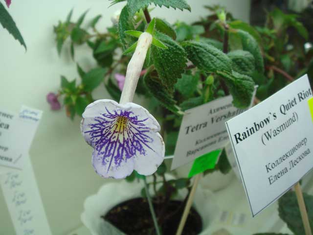 Tetra-Vershaffelt.jpg