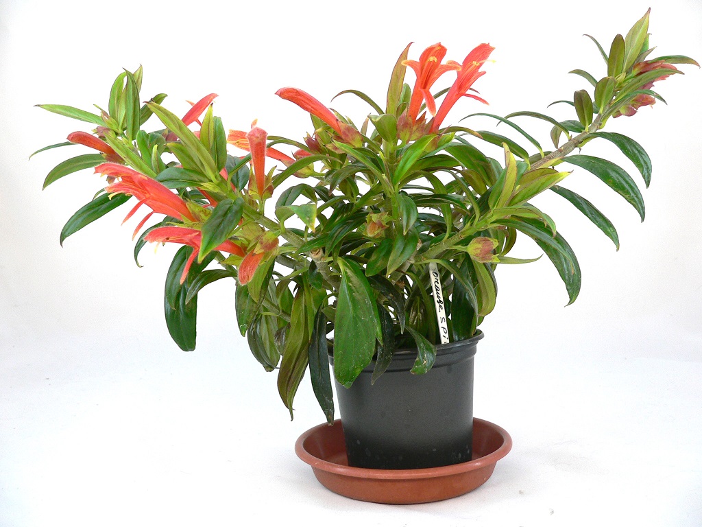 C.Orange Spike  429.JPG