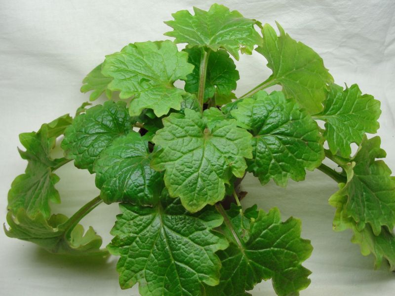 Primulina tabacum.jpg