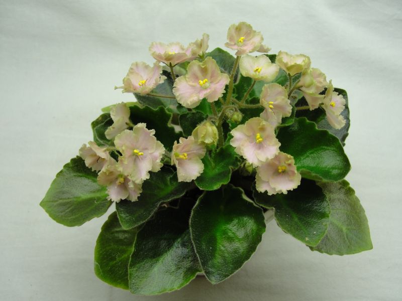 Rob's Antique Rose.jpg