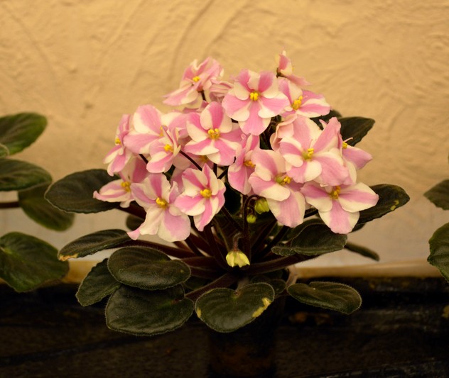 HUMAKO Sweet	(HUMAKO )