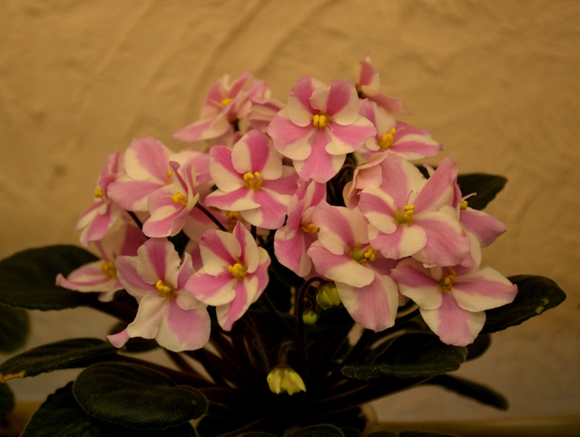 HUMAKO Sweet	(HUMAKO )