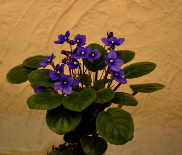 Calico Blue Trail (L. Ray)