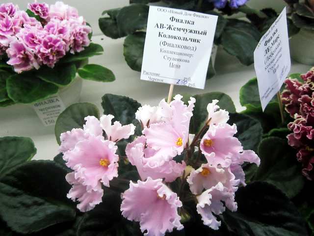 IMG_0284#001.jpg