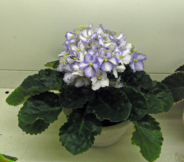 Optimara EverGrace